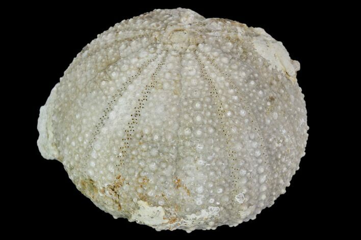 Fossil Sea Urchin (Psephecinus) - Morocco #104536